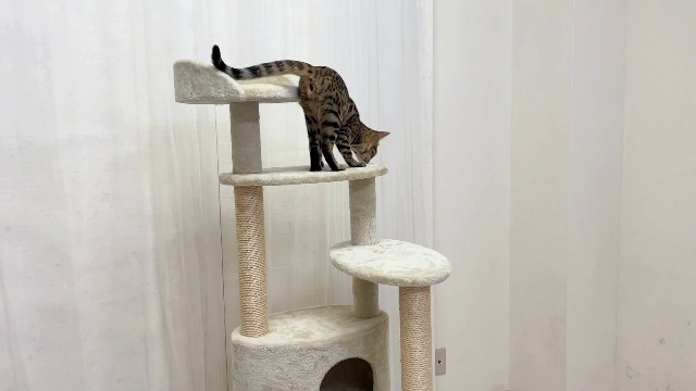 Amazon | マウ (Mau) Mauタワー ミルキーエッグ | Mau | キャット