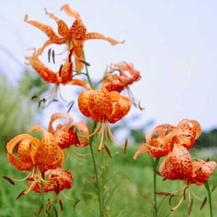 Amazon.co.jp: コオニユリ （ 食用 百合 ） 球根 1球 小鬼百合 ゆりね