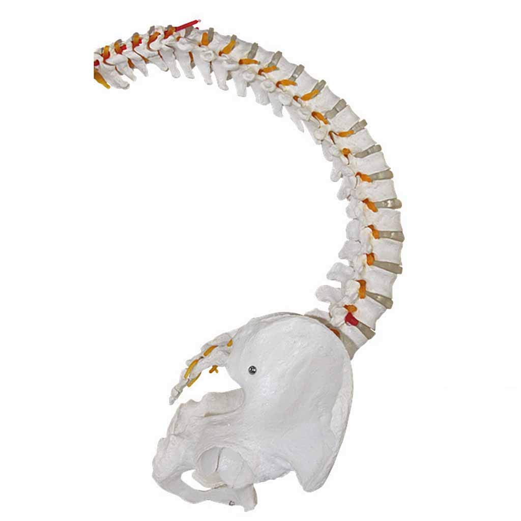 Sjdopulse Flexible Spine Model With Femur Heads - Human Spine Model Vertebral Column With Pelvis Model - For Study Display Teaching Medical Model
