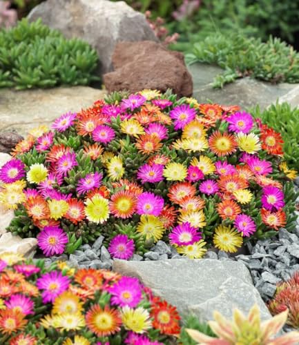 BALDUR Garten 3er Winterharte Eisblumen Summer Mix, Pflanzen im 9x9 cm-Topf, Delosperma congesta, Bodendecker, winterharte Staude, trockenresistent, mehrjährig, bienenfreundlich, pflegeleicht