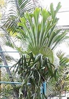 Staghorn Fern Spore Platycerium Colonarium 50-50-100 Spore: Only Seeds