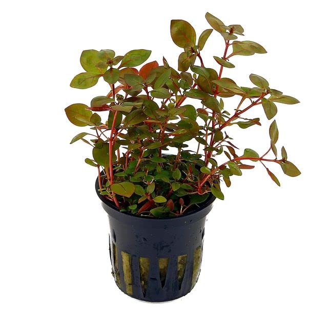 Maalavya Ludwigia SP Mini Super Red Live Aquarium Aquatic Plant (8 to 10 Stems) with Pot (B0BNBR2LJV) Amazon Price History, Amazon Price Tracker