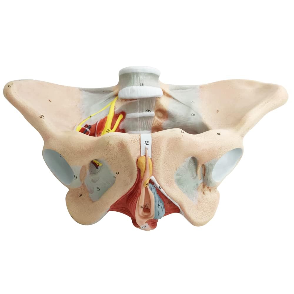Model dna miednicy naturalnej wielkości, miednica żeńska z mięśniami dna miednicy krocza wszystko w jednym, kobieca anatomia model 1:1 ludzki szkielet do nauczania medycznego