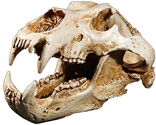 置物 polar bear skull Amazon.co.jp: Animal Skull Model, Skull Model Polar Bear Skull