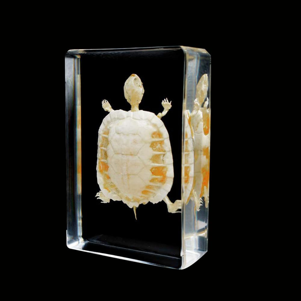 Authentic Skeleton Specimen in Acrylic Block - Educational Display for Science Classrooms, Curio Collection,and Unique Gift Idea (Turtle Skeleton)