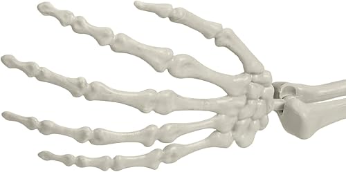 Miniatura 9 de Esqueleto de cuerpo completo de 5.4 pies con articulaciones móviles, estatua de esqueleto de tamaño real para anatomía, estudio escentifico,