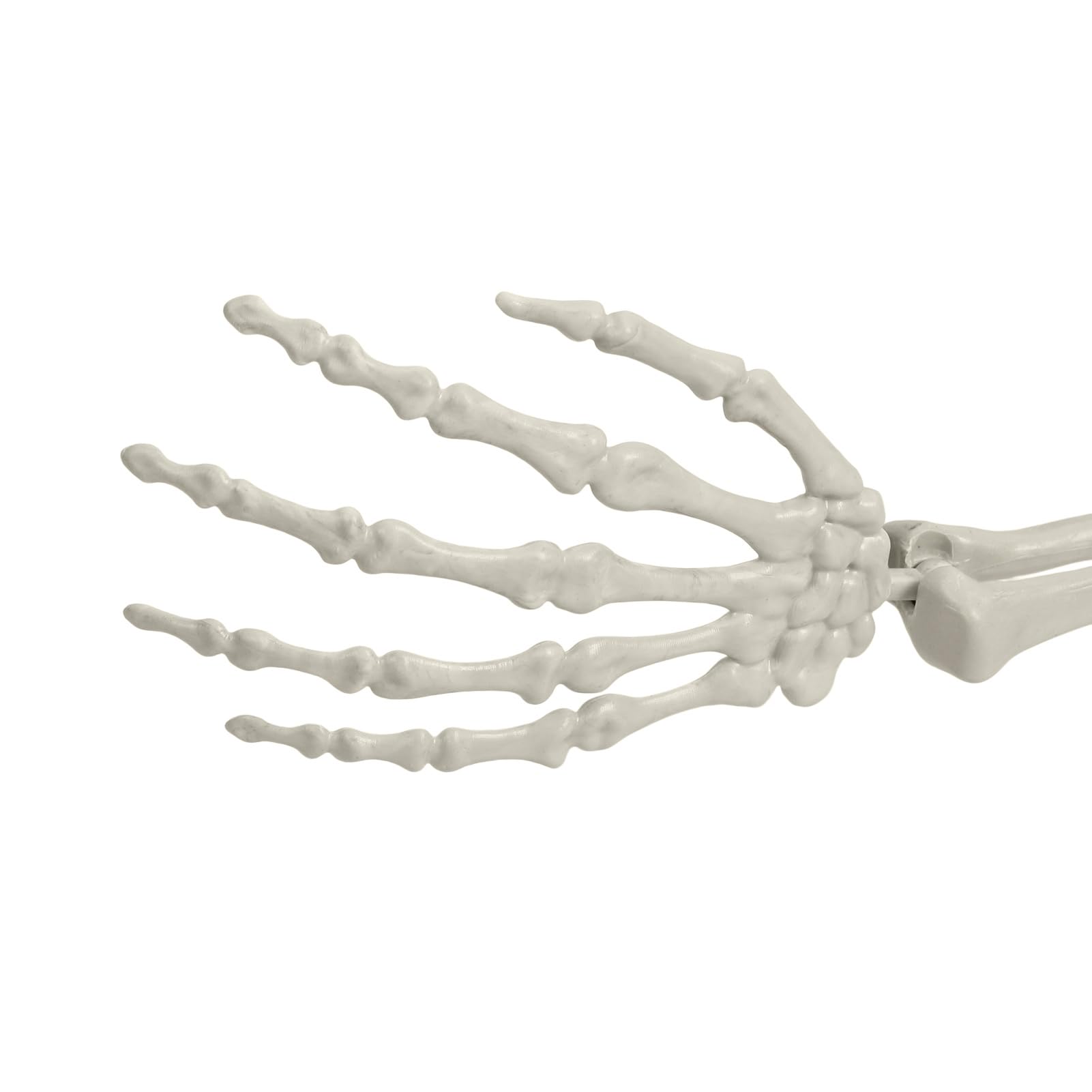 Scheletro a grandezza naturale, 1,6 m, scheletro di Halloween, a grandezza naturale, con articolazioni regolabili, scheletro in plastica per decorazioni di Halloween (bianco)
