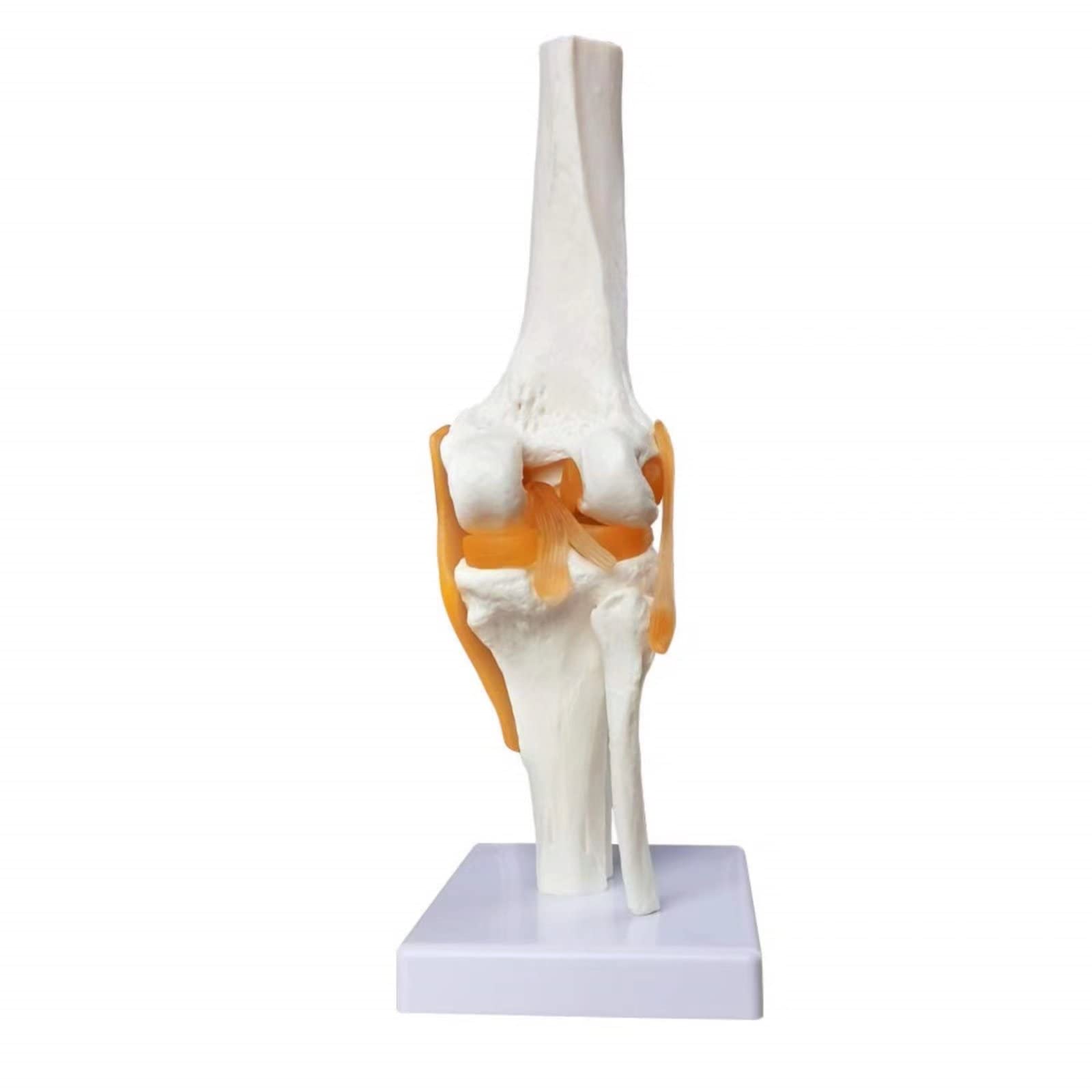 EVOTECH SCIENTIFIC Modèle de genou fonctionnel humain, avec ligament, taille réelle pour l'enseignement médical, la démonstration de clinique, outils d'apprentissage et d'affichage d'éducation