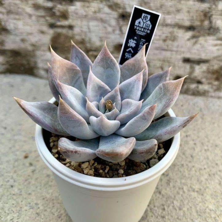 斑入りドワーフナムワ　希少バナナ苗③ ドワーフナムワ バナナ 苗 斑入りドワーフナムワ 希少バナナ苗③