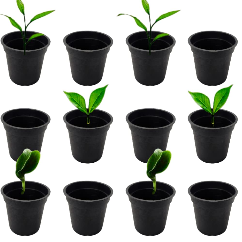 Bucket Garden 2 inch Plastic Nursery Seedling Pot, Seedling and Germinating, Seed Starting Pot (Black, 25) (B0B1VDDQSN) Amazon Price History, Amazon Price Tracker