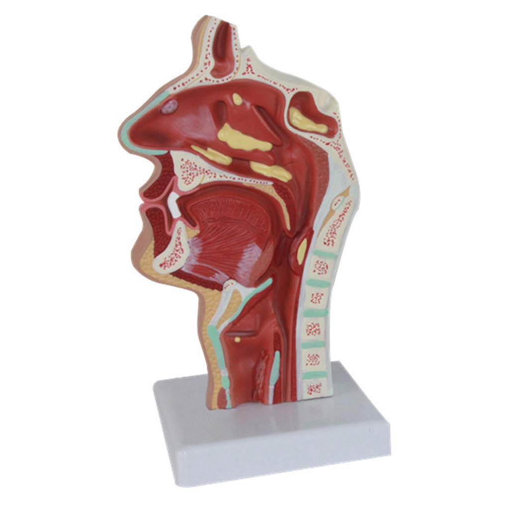 Sjdopulse B Human Nose And Throat Disease Model Nasal Pathology Model- Esophageal Respiratory Tract Medical Teaching Model - For Medical Teaching Demonstration (B)