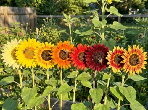 Sonnenblumen Samen im Set: 8 Sorten Sonnen Blumen Saatgut viele Farben: rot gelb orange bronze, lat. Helianthus annuus, Sonnenblumensamen Mix, Mischung bunte gefüllte Blumensamen (150 Samen)