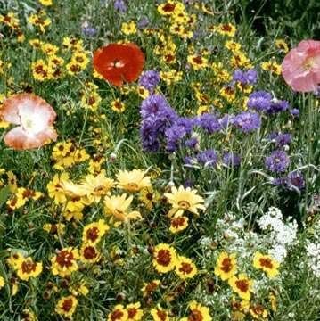 Non GMO Bulk Bulk Dry Area Wildflower Seed Mix (25 LB)