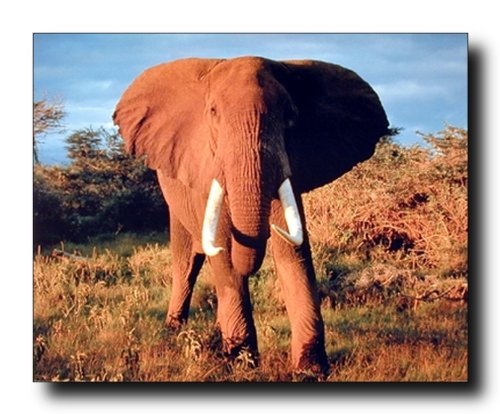 Wildlife Animal African Elephant Wall Decor Room Art Print Poster (16x20)