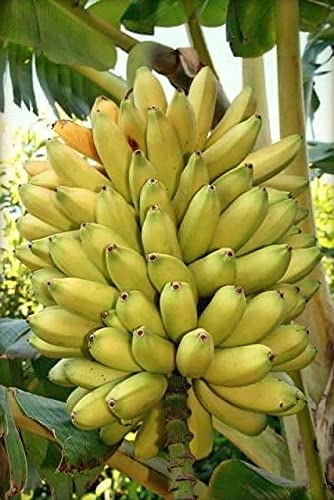 See full amazon price history chart for InGreen Banana (This variety contains seeds inside the Banana) Live Plant Higher Production Rate All Seasonal InGreen Banana (This variety contains seeds inside the Banana) Live Plant Higher Production Rate All Seasonal (B09D8M2X91) Amazon Price History, Amazon Price Tracker