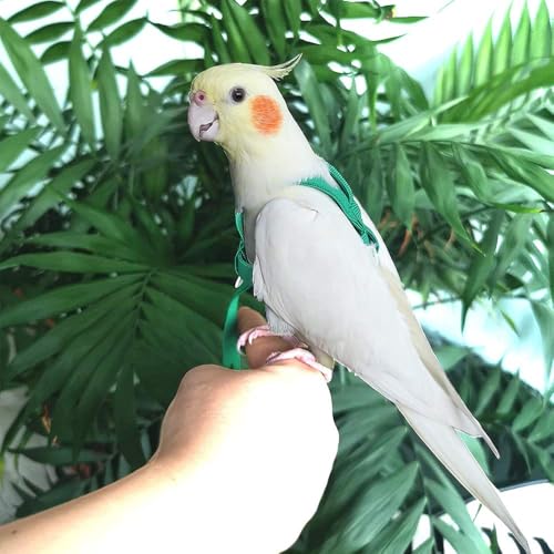 ASOCEA Vogelgeschirr Und Leine FüR Papageien Verstellbares Federband Fliegendes Nylon-Laufseil Outdoor Anti-Biss-TrainingsträGer FüR Kleine Papageien Wellensittiche Wellensittiche Nymphensittiche