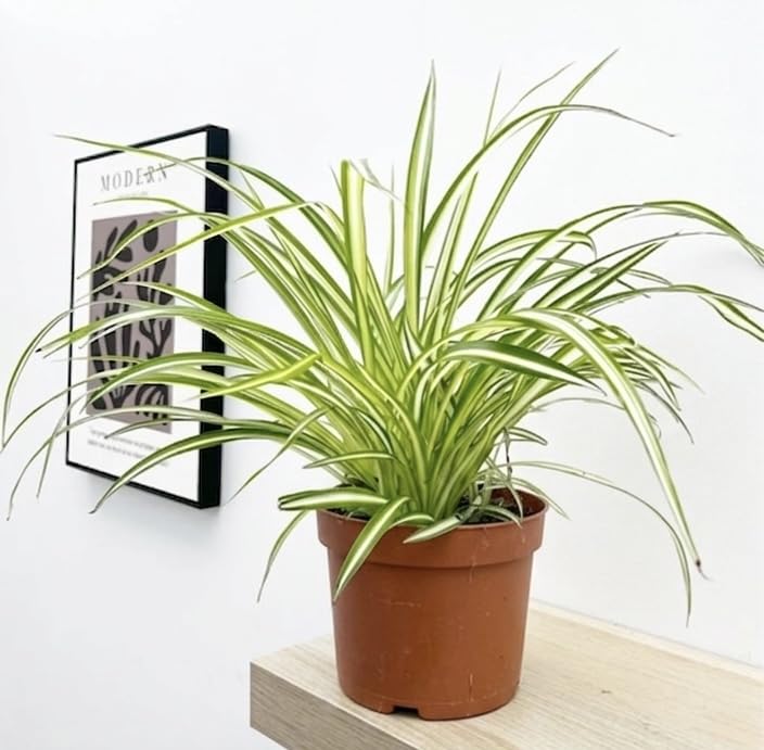 Prestige Plant Spider Plant (Chlorophytum comosum) Approximately 3040cm Tall | Easy-Care Air-Purifying Houseplant | Classic Indoor Greenery