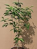 Kornelkirsche Cornus mas Jolico veredelt großfrüchtig hoher Vitamin C Gehalt 60-100 cm 7,5 L Topf