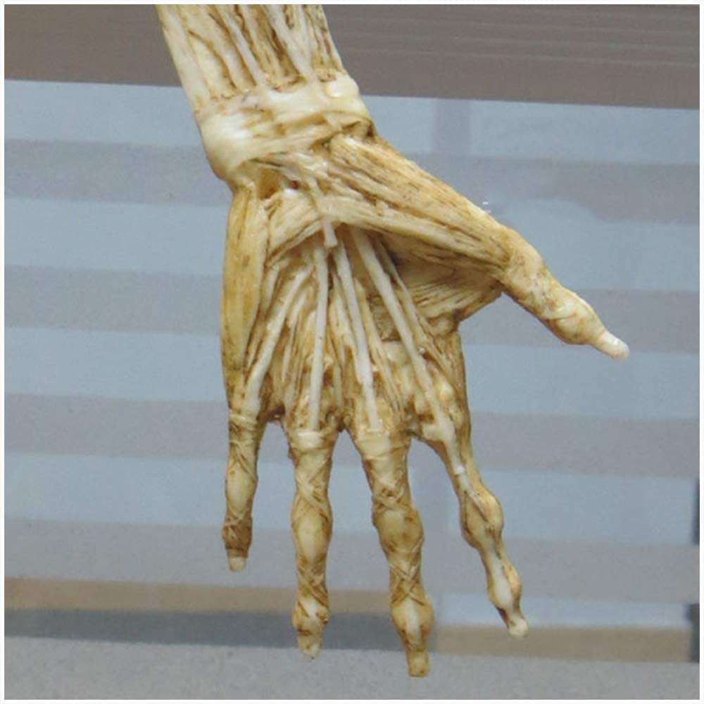 Modèle d'anatomie féminine 23 Pouces (60 cm) Modèle Anatomique des Muscles et du Squelette du Corps Humain pour Le Dessin Outil d'art de référence médicale Jaune