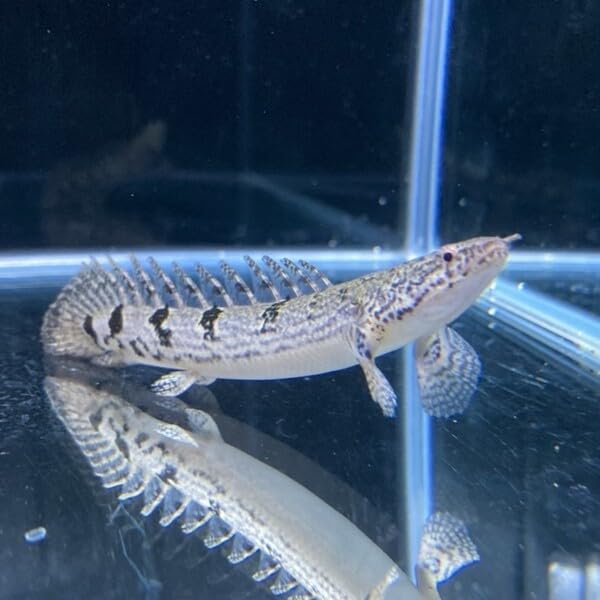 ポリプテルス デルヘッジィ 約9-13cm 1匹 （東南アジアブリード）※選別不可