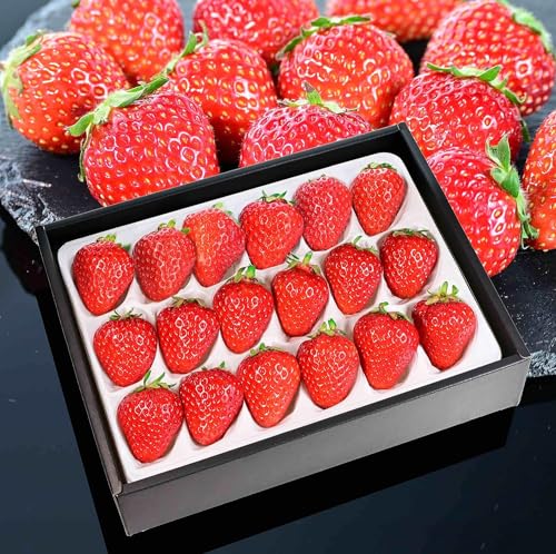 Ă̏펯𒴂Â ō Ă uʉ ₩v嗱 12-18i傫CSpecialij x:12xO ؉ϔ ̓  Ε C`S uÊ݂݁v Strawberry y①z