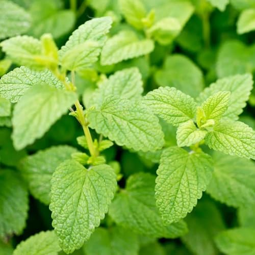 semillas de melisa orgánicas - cocina, balcón de melisa, jardín de interior raras, decoración sala de estar 300pcs