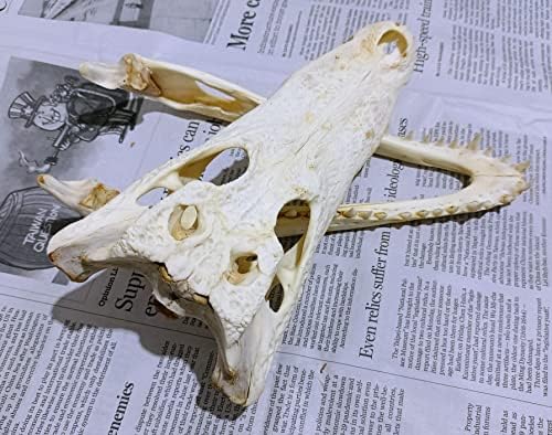 Animal Specimen Real Animal Skull Specimen Taxidermy Cleaned Skull Collection Fox, cat, Mink, Crocodile, Dog, Raccoon, Snake, Rabbit, Goat ，Muskrat，Nutria，Fox's paw (2pcs,11inch Crocodile)