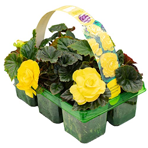 Begonia Non-Stop Yellow | Hardy Garden Ready Plants | Flowering Hanging Basket Plants with Stunning Summer Flowers (6 Pack)