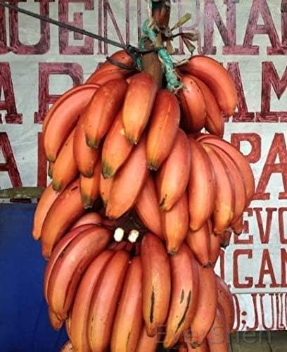 EverSneh Real Live Kela Fruit Plant Sevvaalai Kannu Rhizome Variety Red Sweet Fruit Banana Plant With Pot Pack Of 1 (B0B76H64GR) Amazon Price History, Amazon Price Tracker