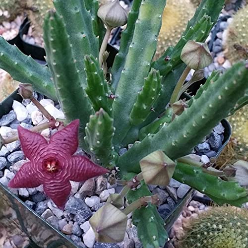 Stapelia Scitula Cacti Cactus Succulent Real Live Plant #TOP5