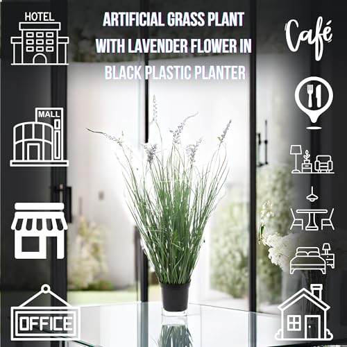 Mejores review On-line Lavanda planta precio tabla con los diez mejores. 20 Mejores review On-line Lavanda planta precio tabla con los diez mejores. 10