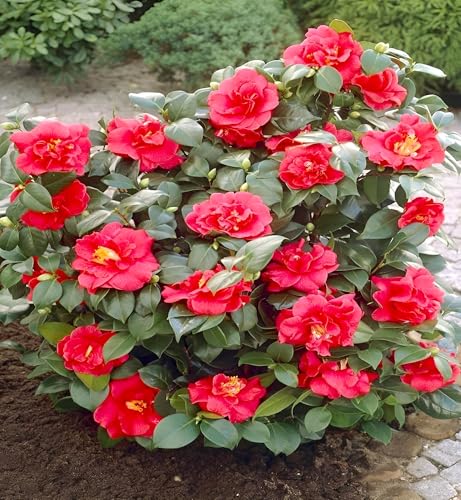 Image of HIDDEN ENTERPRISE Red Camellia Flower Live Plant | Healthy Original Camellia Japonica Tree | Beautiful Flowering Plant for Home Garden, Outdoor & Indoor Decoration | Without Pot
