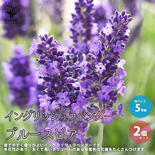 Amazon Co Jp イングリッシュラベンダー ブルースピア 5号 2個セット 品種で選べるハーブ苗 学名 Lavandula Angustifolia Blue Spear シソ科ラバンデュラ属 耐寒性常緑多年草 ブルースピアは 育てやすく香りがよいイングリッシュラベンダーです 多花性があり