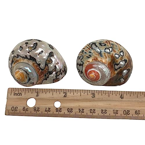 Image of PEPPERLONELY 2 PC Hermit Crab Shells, Turbo Shells, African Sarmaticus Turbo Shell, 2 Inch~ 2-1 /4 Inch