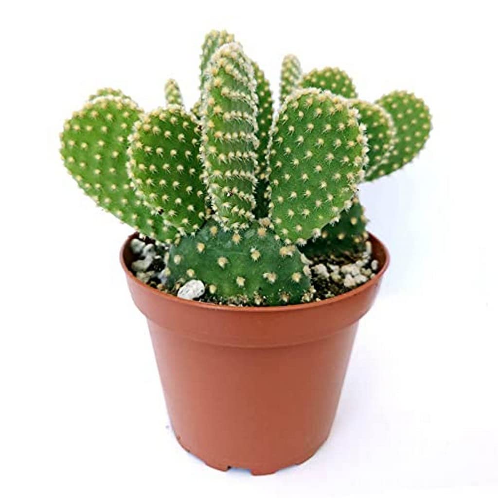 Creative Farmer Indoor Plant For Office Desk Bunny Ear Cactus With Plastic Pot, White, Medium, 1 Piece Combo Live Plants Indoor|Outdoor Home & Garden (Healthy Plant) (B09L1C4VNR) Amazon Price History, Amazon Price Tracker
