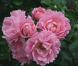 Kühr Baum- u. Rosenschulen