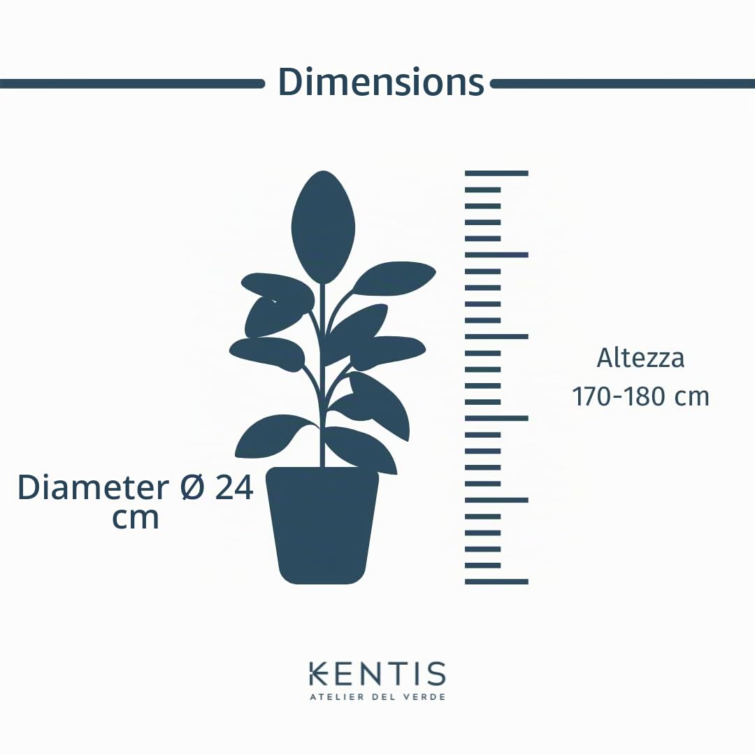 KENTIS - Howea Forsteriana Kentia - Palma - Piante da Interno Vere - Pianta Tropicale da Appartamento H 160-170 cm Vaso Ø 24 cm