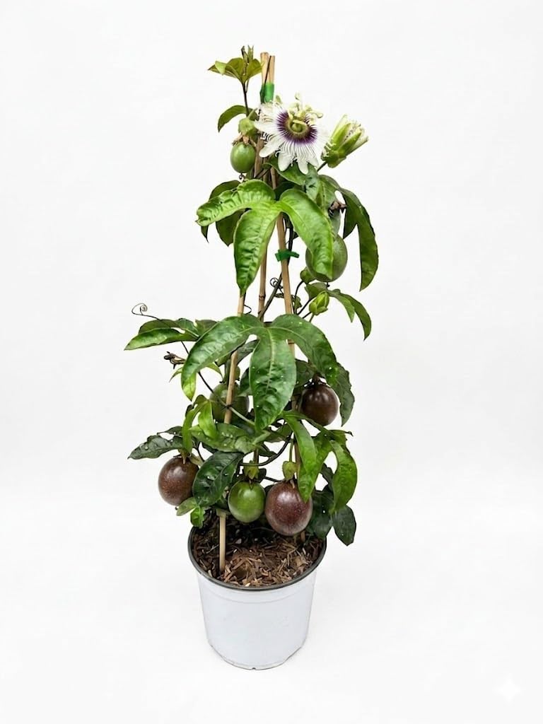 Pianta di passiflora edulis "Maracuja" su vaso cm 19 h 75 piramide MODIPITRE