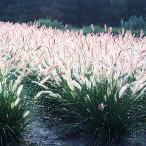 2 Ornamental Grass Plants - White Fountain Grasses Live Plants Perennial - 5-9 Inc Tall - Live Grass Seedlings Indoor Outdoor