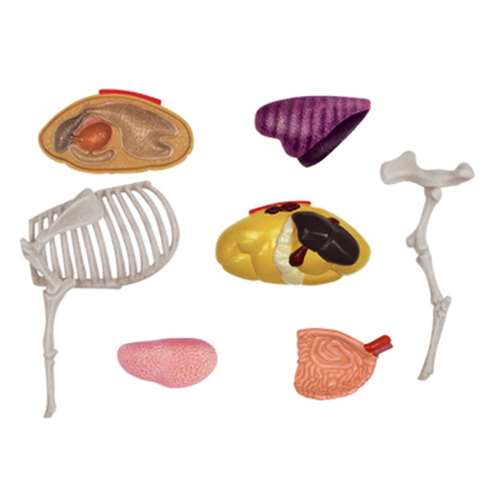 Modelo de AnatomíA de óRganos de Animales, Juguete de Ensamblaje de Inteligencia de Vaca 4D, Modelo de AnatomíA para EnseñAnza, Aparatos de Populares DIY