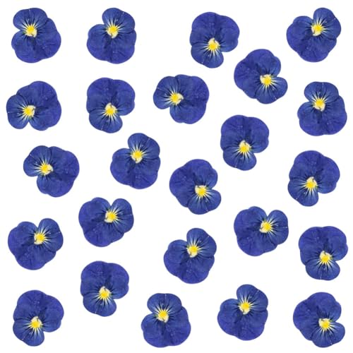 Lot de 24 fleurs séchées naturelles pressées pour résine, loisirs créatifs, pensées séchées naturelles, bijoux en époxy, véritables pétales de...