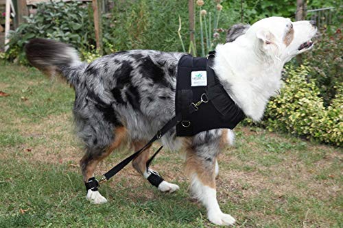 Nature Pet Hundeexpander & Rehageschirr für Hunde – Flexipander zur Rehabilitation, Mobilitätshilfe & sanften Unterstützung L