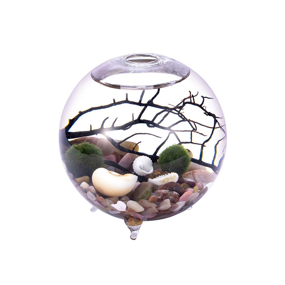 Aquarium-Set, Glasvase mit Füßen, lebende Moosbälle und Muschel, Schwarze Koralle, ideal als Tisch für Freunde (8,9 x 10,1 cm, Stil D)