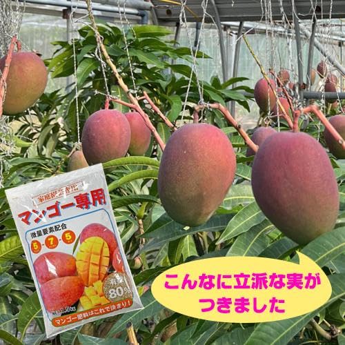 Amazon.co.jp: マンゴー専用肥料 1.5kg | 沖縄 果物 果実 フルーツ