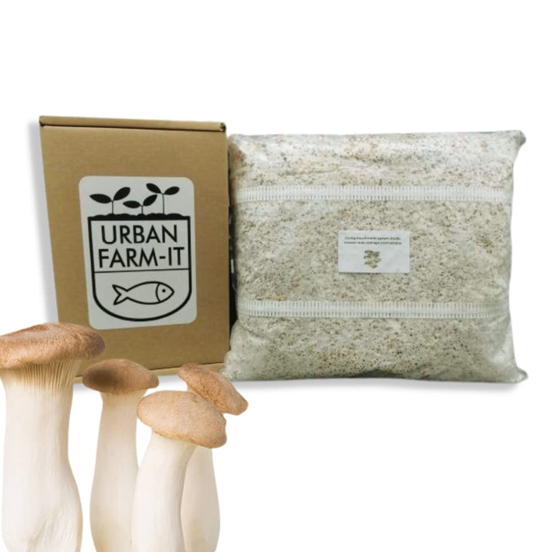Urban Farm It - Mushroom Oyster Spawn (King - Pleurotus Ernygii), Easy to Use and Fast Growing (5l)