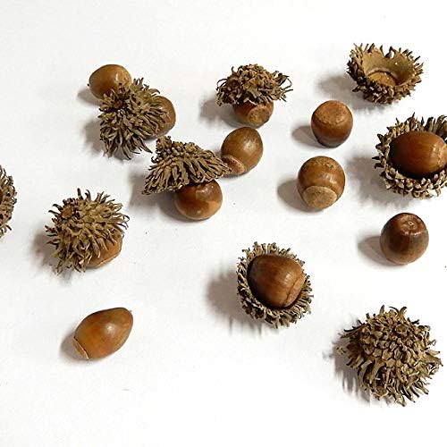 Amazon Co Jp どんぐり 傘付き 10ヶ入 ホーム キッチン Amazon Co Jp どんぐり 傘付き 10ヶ入 ホーム キッチン