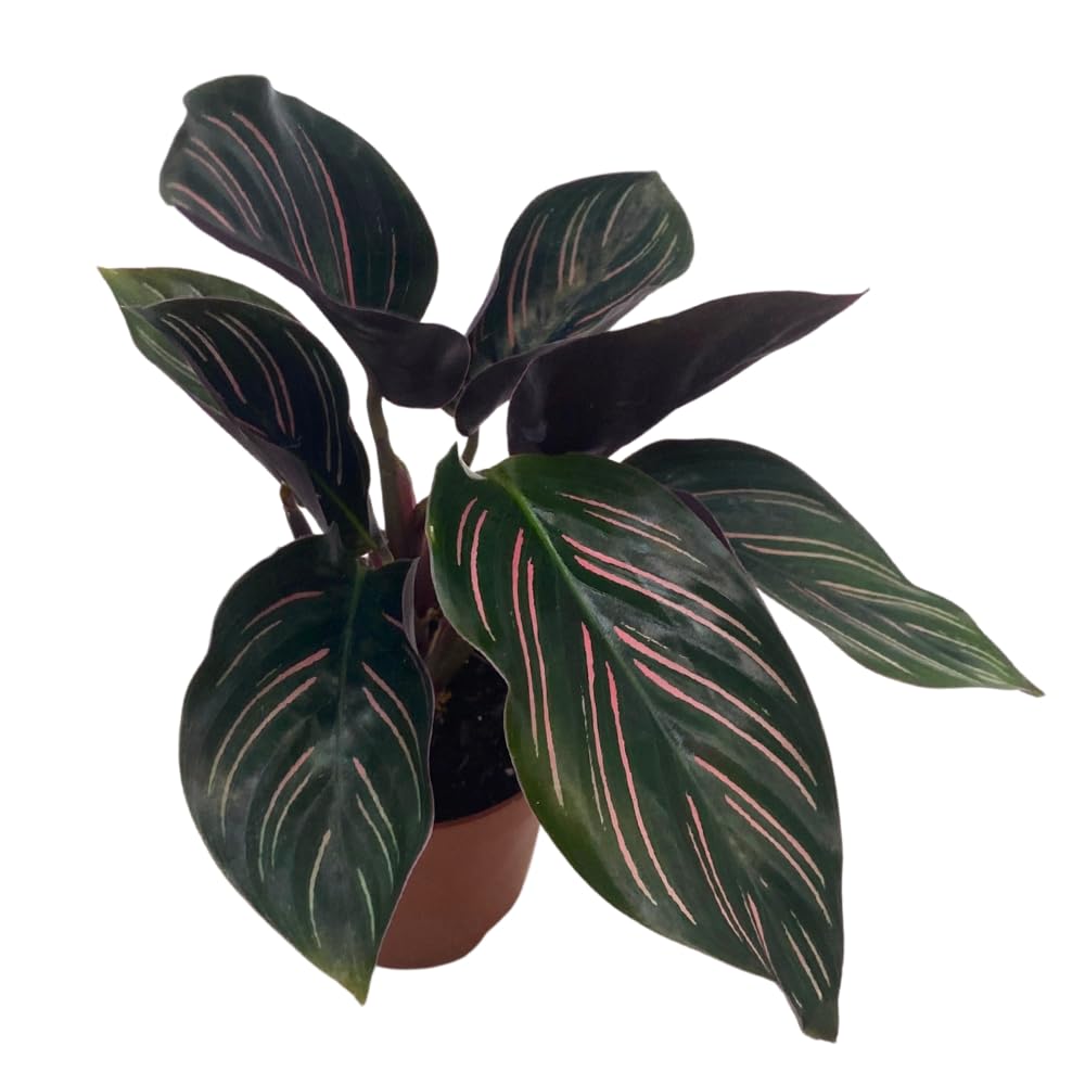 BubbleBlooms Calathea Ornata, Pinstripe Prayer Plant, Zebra, Cathedral, Peacock in 2 inch Pot