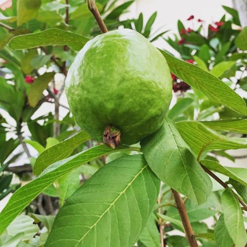 CHUXAY GARDEN Yellow Lemon Apple Guava Seed 160 Seeds Non-GMO Heirloom Sweet Fruit Great Taste Robust Flavor High Yield Flourishing