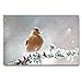 Produktbild CALVENDO Premium Textil-Leinwand 90 x 60 cm Quer-Format Schottlands Vogelwelt - EIN Porträt in Zeichnungen, Leinwanddruck von Friederike Küster