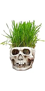 Amazon.co.jp: [Queen-b] スカル ガーデン ポット ドクロ プランター